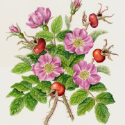Shrub rose, Rosa rugosa, watercolour on paper, 21 by 25cm £20 clearance
