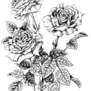 Pen and Ink Roses, ink on paper, 24.5 by 22cm £95
