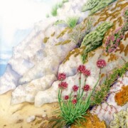 Sea Pink, mixed media on paper, 45 by 61cm £