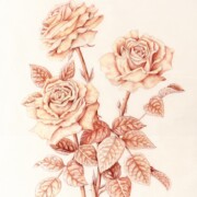 Sepia Roses, coloured pencil on paper, 24.5 by 32cm £120