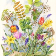 Spring Collection, 1 of a series of 4, watercolour on paper, 26.5 by 34.5cm £195