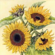 Sunflowers 1, mixed media on paper, 39.5 by 39.5cm, SOLD