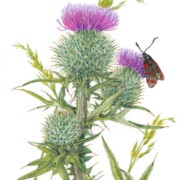 Scottish Spear Thistle, watercolour on paper, 18.5 by 26cm £95
