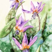 Dog’s tooth Violet, watercolour on paper, 20.5 by 30cm SOLD