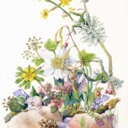 Winter Collection, 4 of a Series of 4, watercolour on paper, 27 by 35cm £180