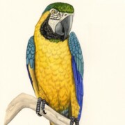 Blue Yellow Macaw, watercolour on paper, 12.7 by 29cm SOLD