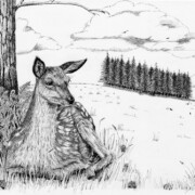 Young Deer, pen and ink on paper, 25.5 by 29cm £20 clearance