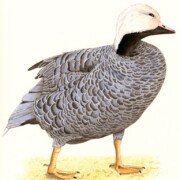 Emperor Goose, watercolour on paper, 18 by 18.5cm SOLD