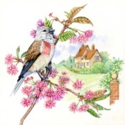 Linnet on Cherry Blossom , watercolour on paper, 23 by 23cm £120