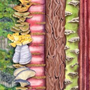 Living Stems, watercolour on paper, 40 by 56cm £120