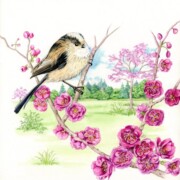 Long-tailed Tit on Cherry Blossom , watercolour on paper, 23 by 23cm, SOLD