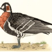 Red-Breasted Goose, watercolour on paper, 21.5 by 17.5cm SOLD