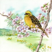 Yellowhammer, watercolour on paper, 23 by 23cm £120