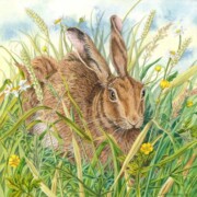 Brown Hare, acrylic on paper, 25.5 by 25.4cm SOLD