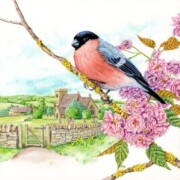 Bullfinch on Cherry Blossom , watercolour on paper, 23 by 23cm £120