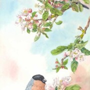 Bullfinches on Apple Blossom, watercolour on paper, 24.4 by 72.3cm, not for sale.