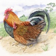 Welsummer cockerel and hen, watercolour on paper, 36 by 26cm £130