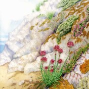 Sea Pink, watercolour and mixed media on paper, 45 by 61cm £320