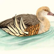 Plumed Whistling Duck, watercolour on paper, 24.5 by 14cm £12 clearance