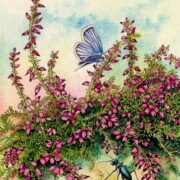 Scottish Heather, Carabid Beetle, and Silver-studded Blue Butterfly, pen and ink and wash on paper, 22 by 28cm £120