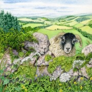 'Hello there' , watercolour on paper, 20.6 by 21.4cm £130