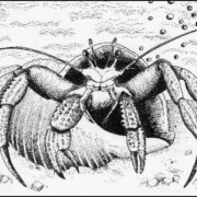 Cancer Hermit Crab Horoscope illustration, pen and ink on paper, 16 by 10.5cm SOLD