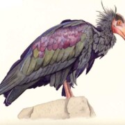 Waldrapp Ibis, watercolour on paper, SOLD
