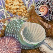 Seashells, mixed media on paper, 22 by 22cm £110