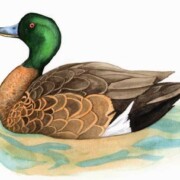 Chestnut Teal, watercolour on paper, approx 24 by 14cm, SOLD