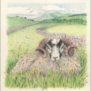 Blackface Tup, coloured pencil on paper, 23.7 by 24cm SOLD