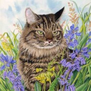 Ziggy, Maine Coon, acrylic on paper, 23.5 by 25.7cm £190