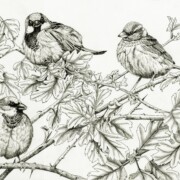 House Sparrows on Hawthorn, pen and ink on paper, 36 by 25.5 cm £25 clearance